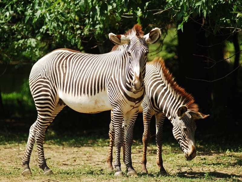Oztrava Zoo breeds endangered Grévy's Zebra - Czech Points