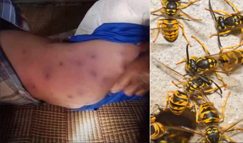 Wasp attack kills boy, leaves grandma fighting for life - Czech Points